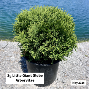 May 2026 3g Little Giant Globe Website